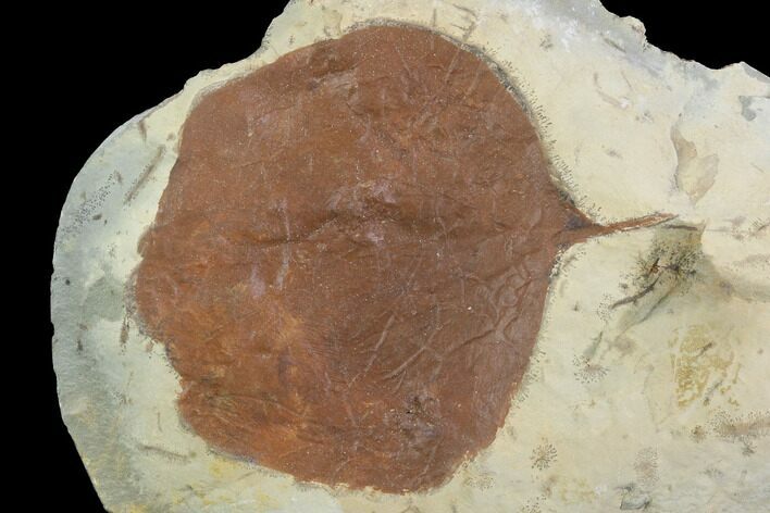 Detailed Fossil Leaf (Zizyphoides) - Montana #95469